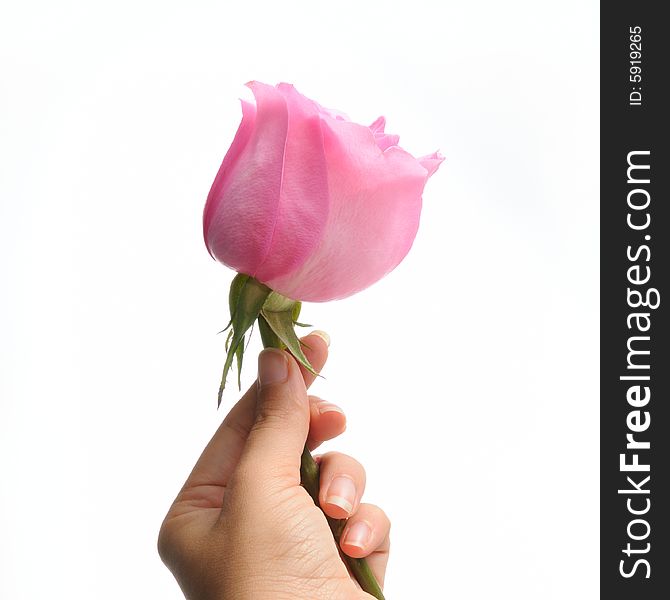 Detail of a hand holding pink rose isolated over white. Detail of a hand holding pink rose isolated over white