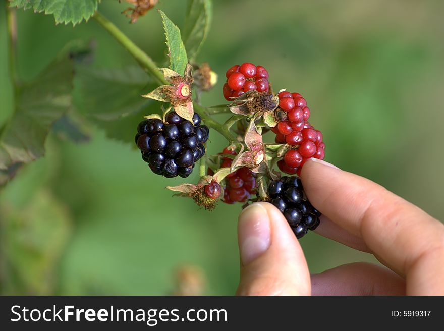 Time to pick organic  blackberry. Time to pick organic  blackberry