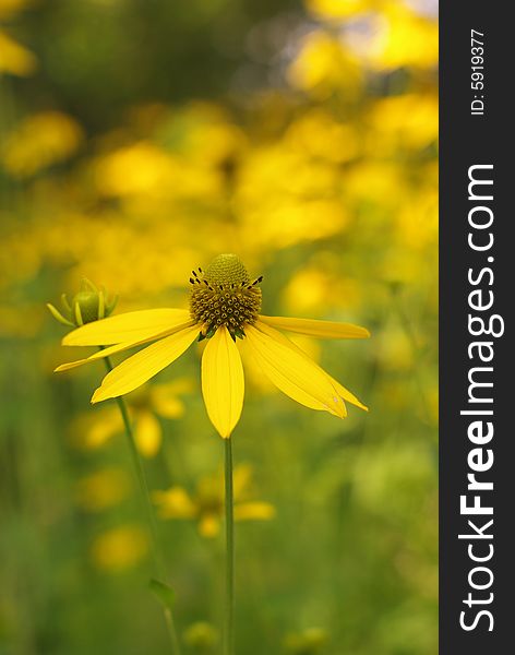 Yellow flower on the meadow, floral background