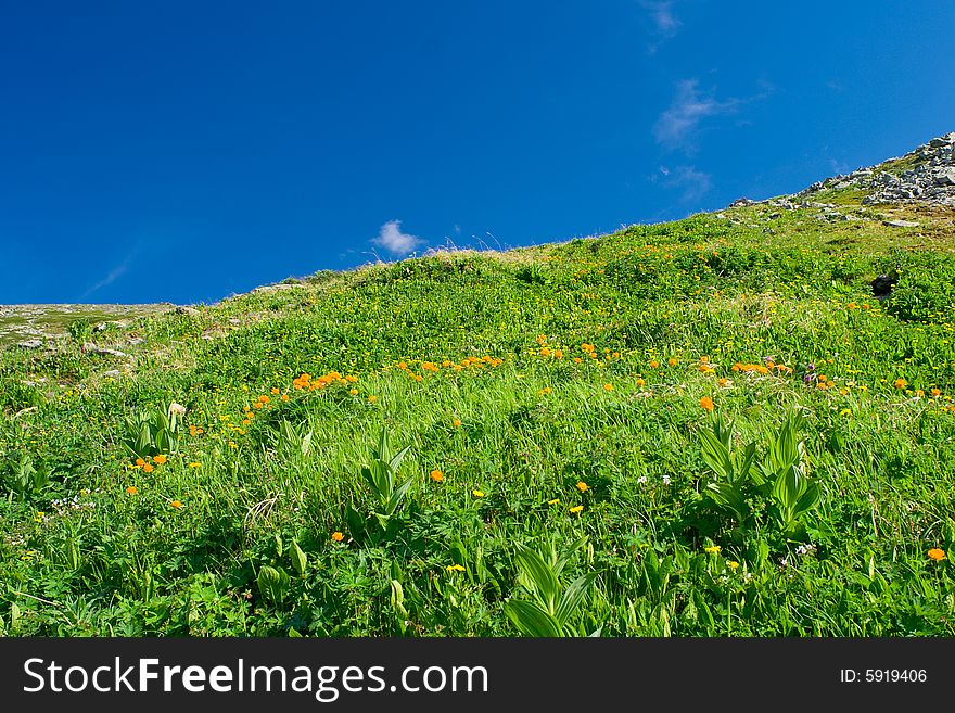 Altay landscape with blue sky and orange flowers
