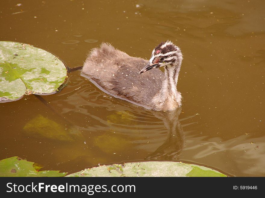 Great crested grebe