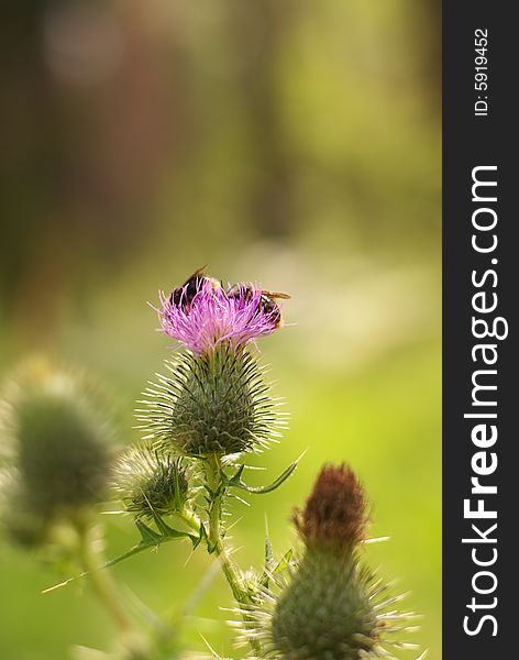 Thistle and bumblebees in the forest