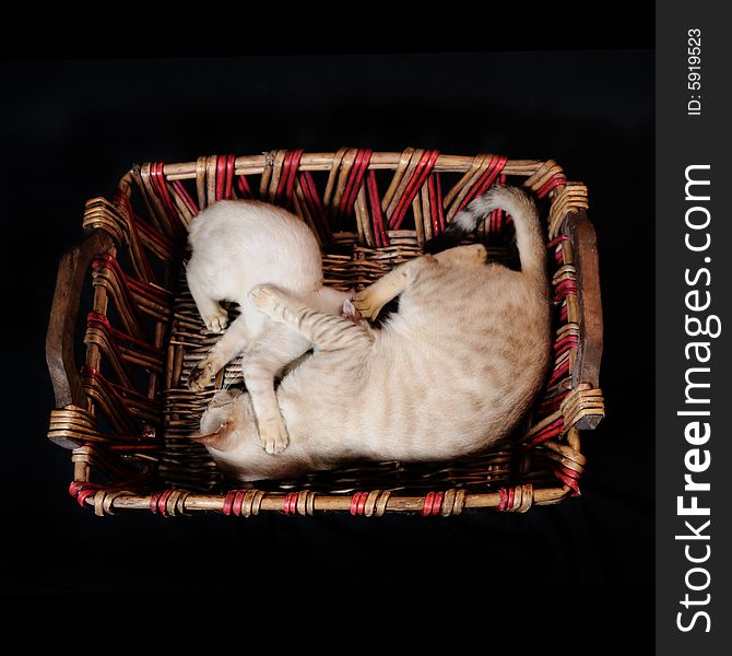 Portrait of two cats playing on a basket - isolated