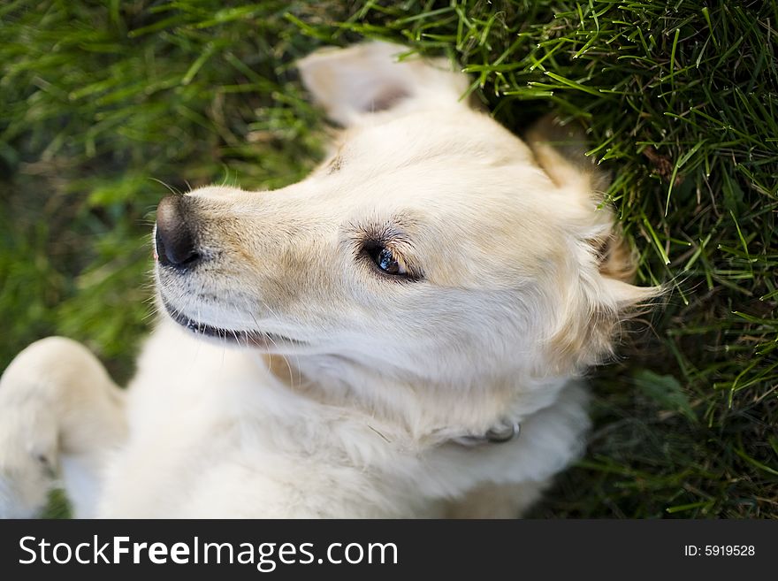 Golden retriever laying down in the grass