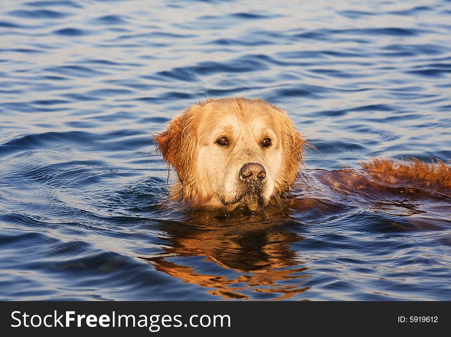 Golden Retriever in the water
