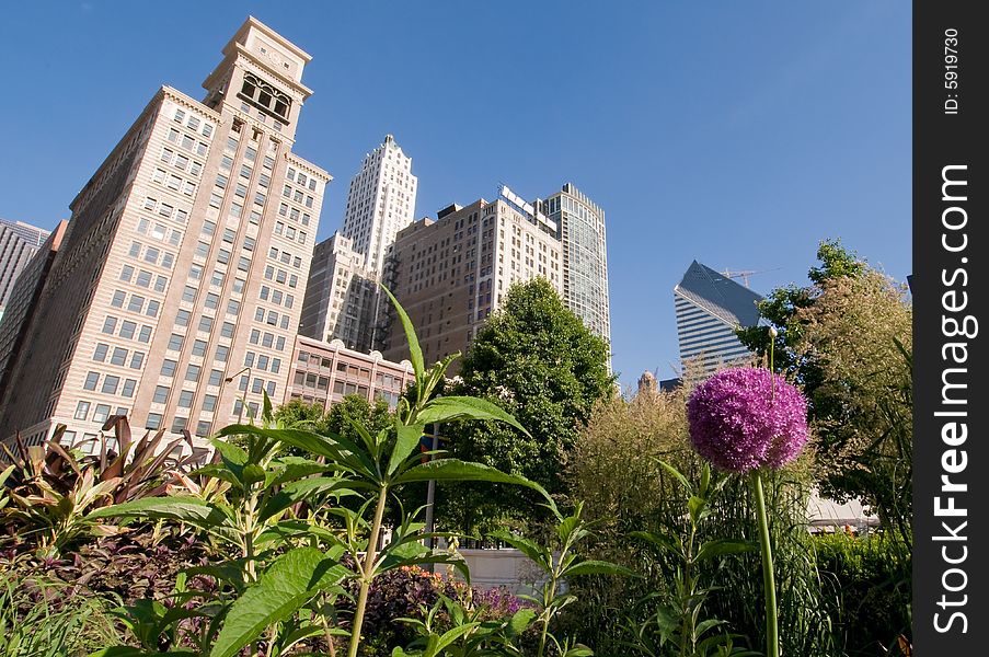 The concrete soaring urban jungle of Chicago overlooks and dominates the fragility of a garden. The curves of the purple allium and green leaves contrast with the angularity of the skyscrapers. The concrete soaring urban jungle of Chicago overlooks and dominates the fragility of a garden. The curves of the purple allium and green leaves contrast with the angularity of the skyscrapers