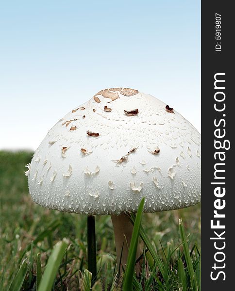 A white mushroom sits in a field of grass with a blue sky in the background.