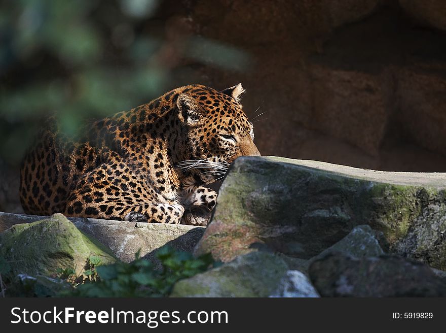 Taken in a zoo. a leopard resting under the sun.
