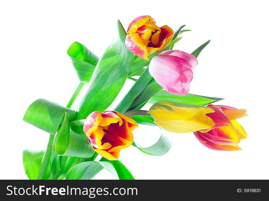 Bunch of tulips, isolated on white