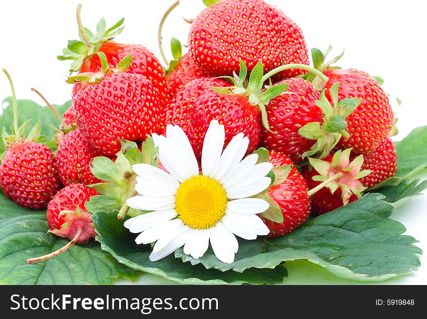 Close-up of ripe strawberries and chamomile on green leafs,  isolated on white. Close-up of ripe strawberries and chamomile on green leafs,  isolated on white