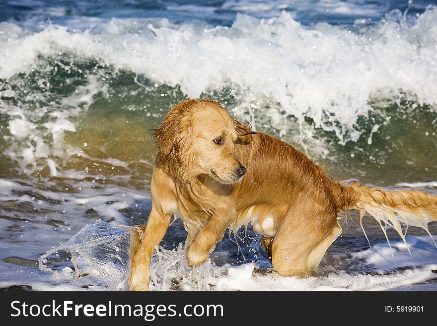 Golden Retriever in the waves