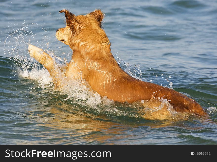 Swimming dog in the deep water