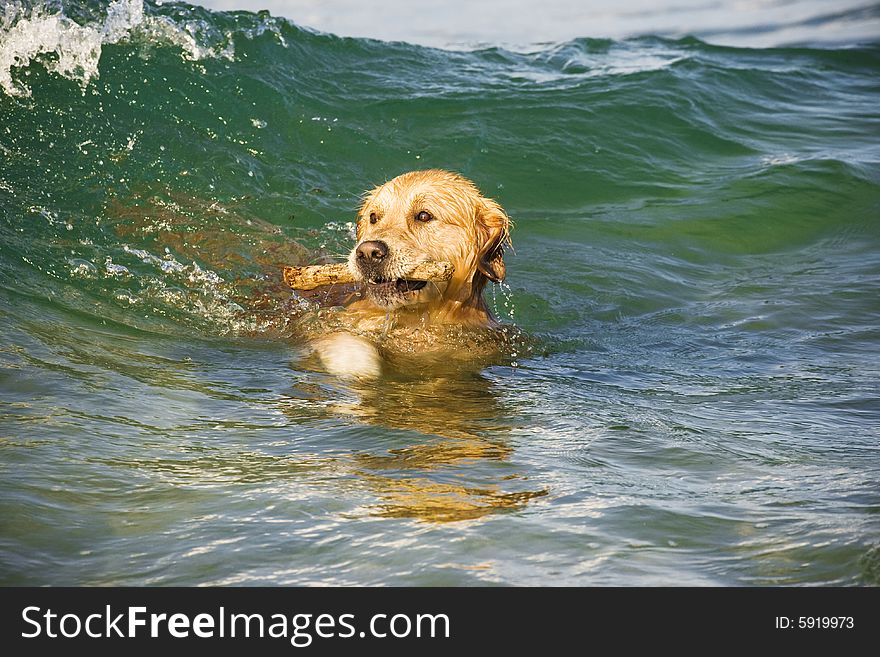 Golden Retriever retrieves wooden stick from the sea