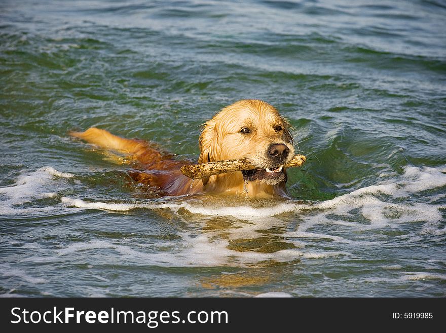 Golden Retriever retrieves wooden stick from the sea