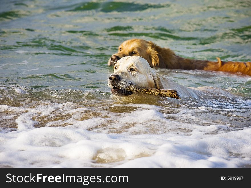 Two Golden Retrievers in the sea