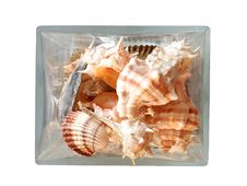 Seashells In A Glass Vase Royalty Free Stock Images