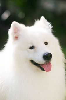 White Dog Stock Photos