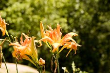 Orange Day Lillies Royalty Free Stock Images Orange Day Lillies Royalty Free Stock Images