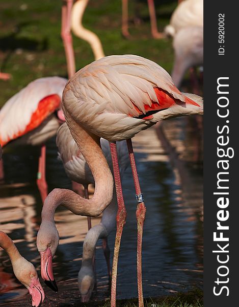 Taken in a zoo. A group of red flamingo