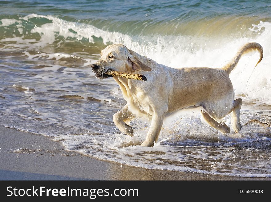 Golden Retriever retrieves wooden stick from the sea