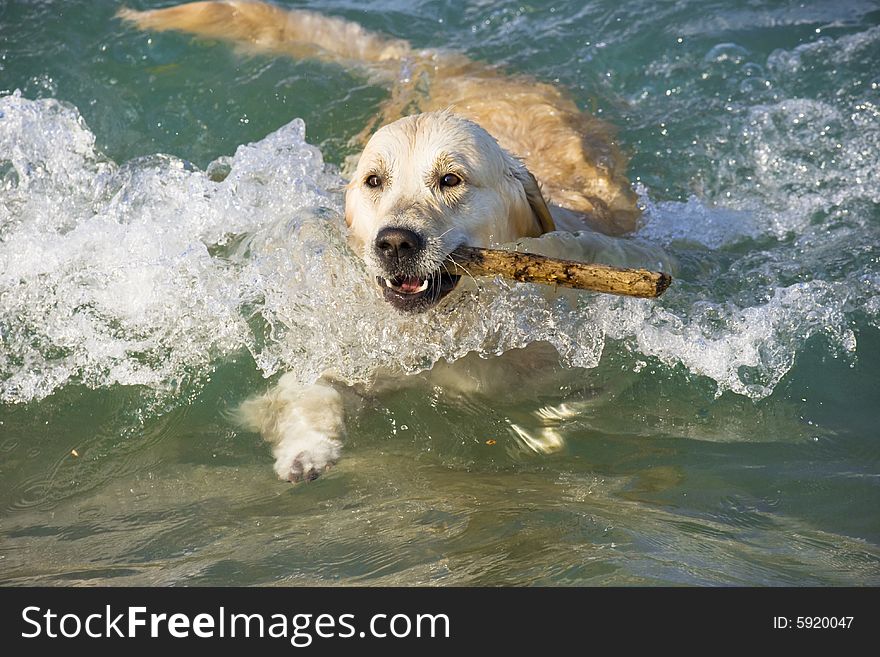 Golden Retriever retrieves wooden stick from the sea