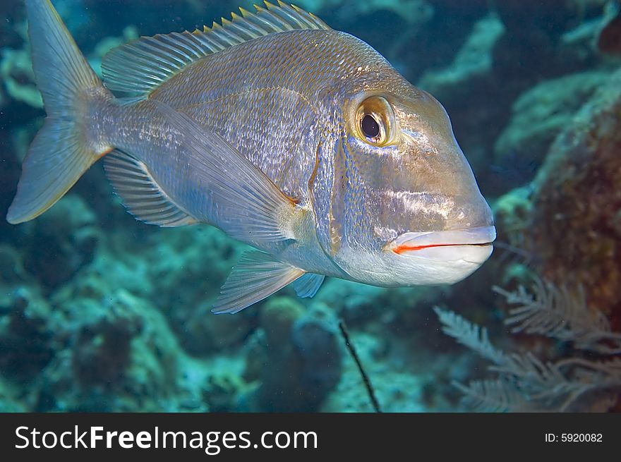 This Saucereye Porgy displays its blue-tinted silvery color and large golden eye. Beautiful pattern of fish scales. This Saucereye Porgy displays its blue-tinted silvery color and large golden eye. Beautiful pattern of fish scales.