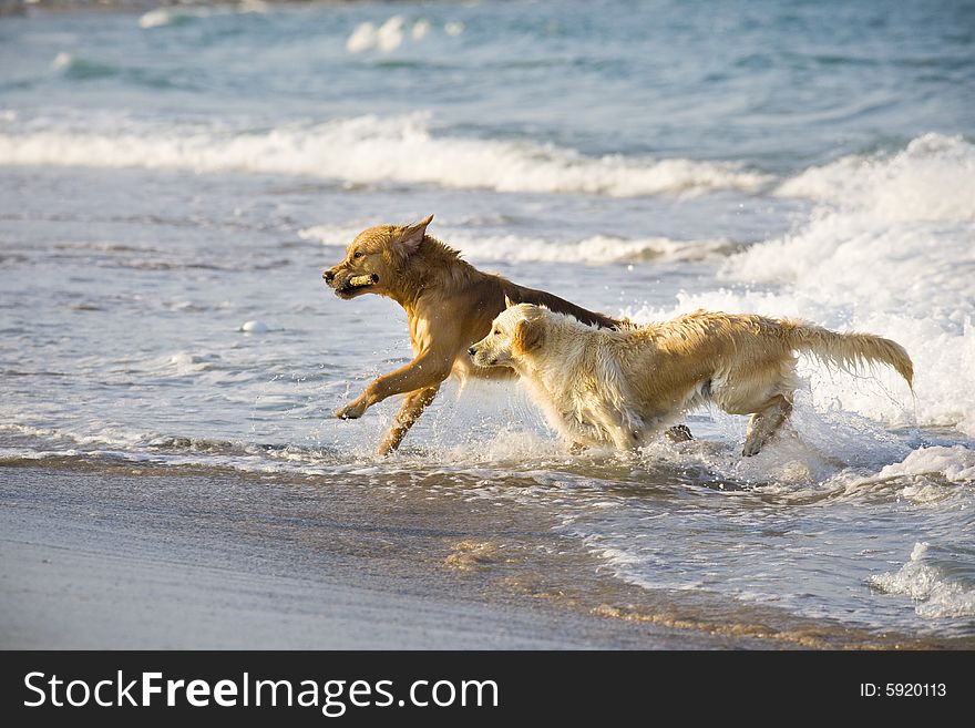 Two Golden Retrievers in the water