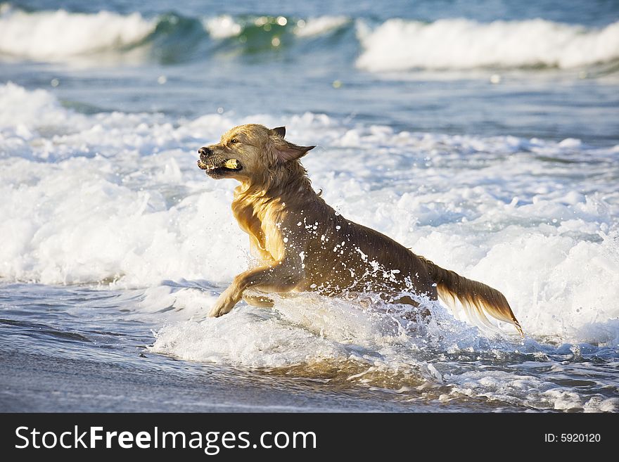 Golden Retriever in the water