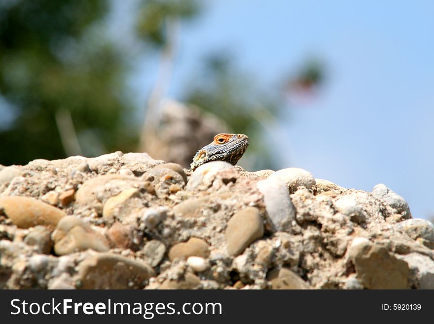 Iguana reptile on old stone tropical. Iguana reptile on old stone tropical