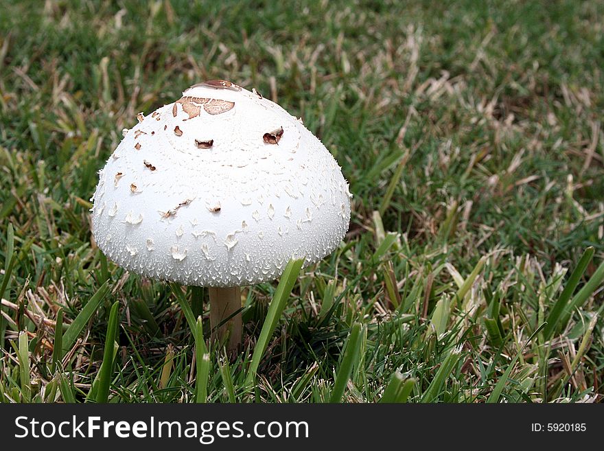 A white mushroom sits in a field of grass.