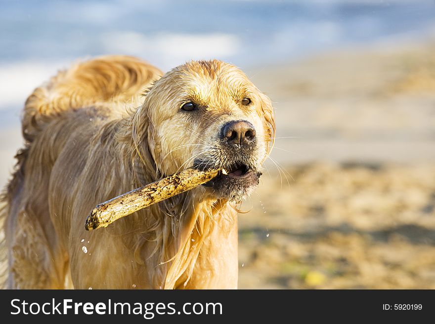 Golden Retriever walking with wooden stick in his mouth