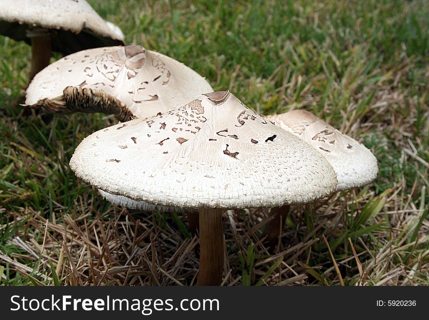 Brown mushrooms sit in a field of grass.