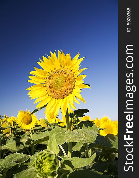 Close up of a sunflower