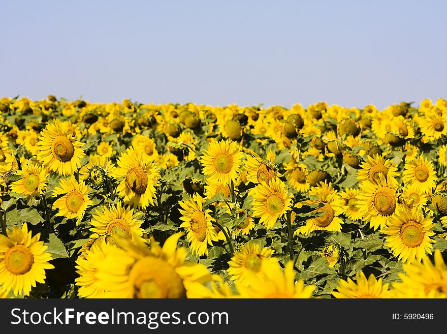 Sunflower field in the morning