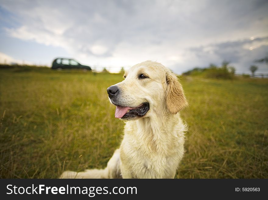 Golden Retriever in the field