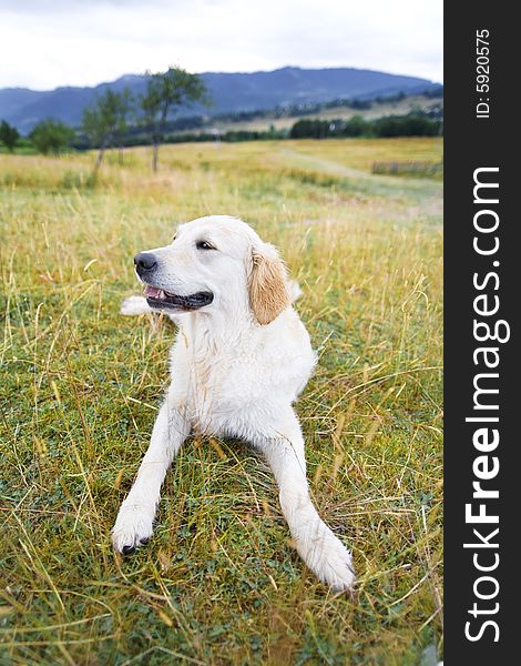 Golden Retriever in the field