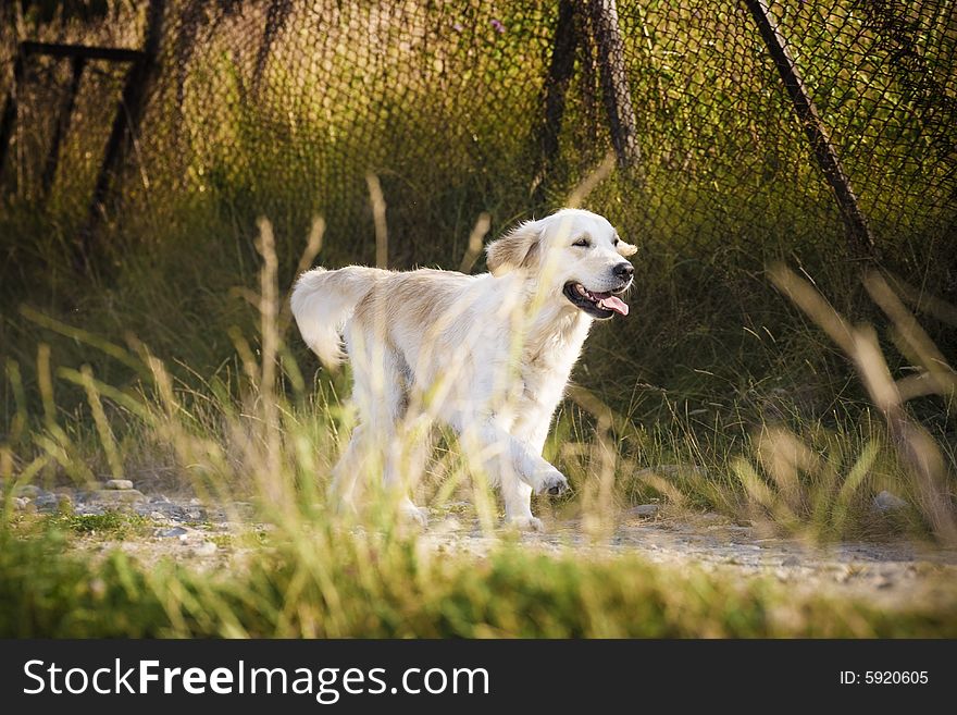 Golden retriever running in the field