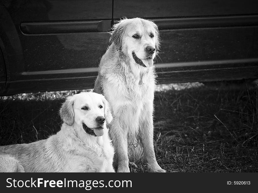 Two Golden retrievers resting together