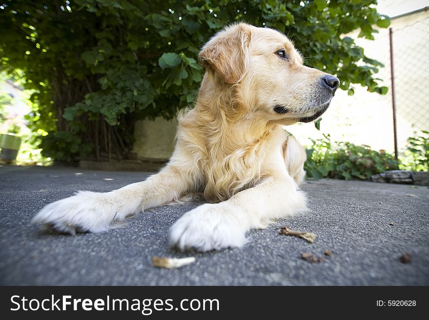Golden Retriever laying down looking