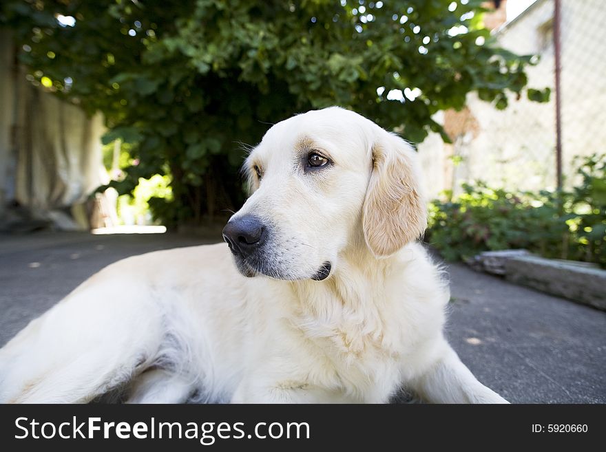 The Golden Retriever laying down