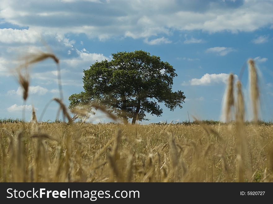 Tree In Cornfield