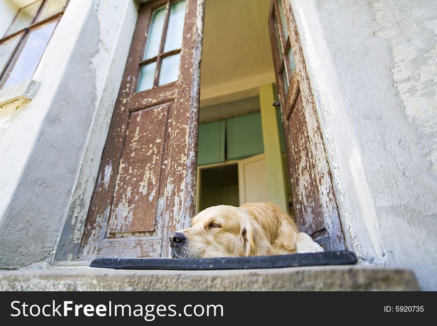 Golden Retriever