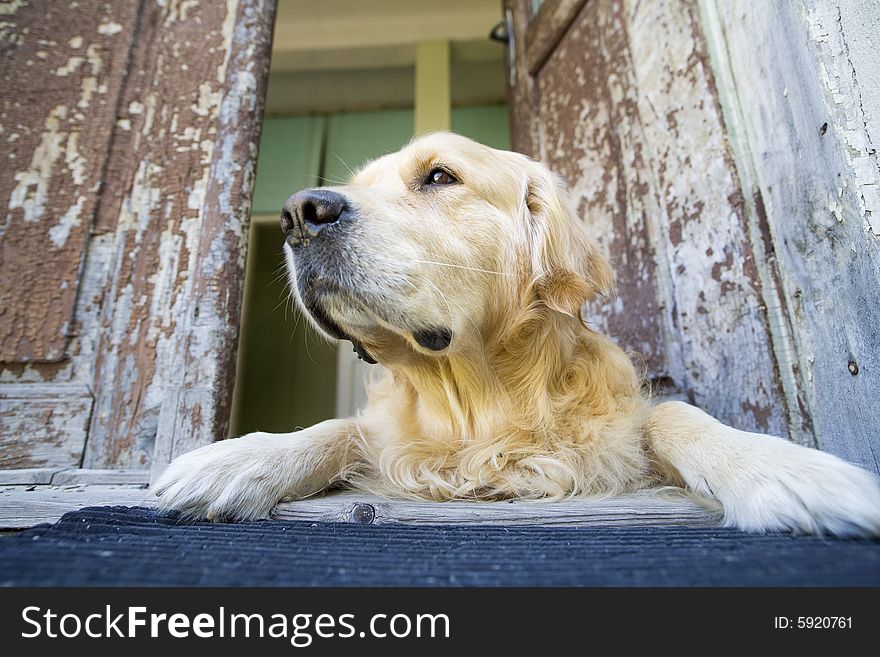 Beautiful golden retriever laying down