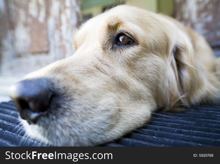 Beautiful golden retriever laying down