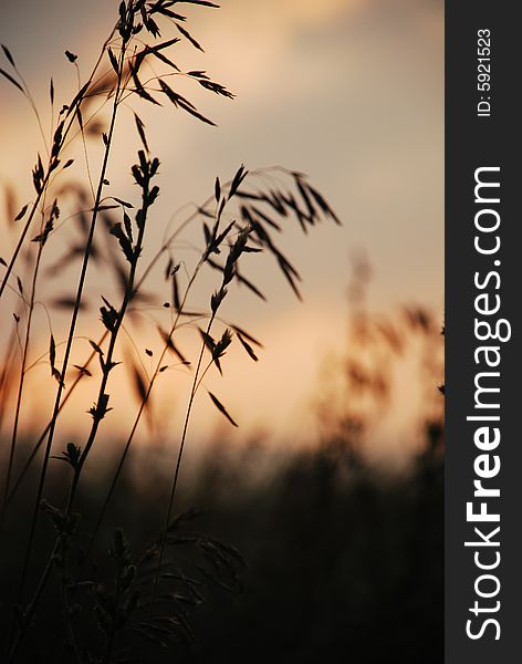 Image of plant in field at sunset. Image of plant in field at sunset