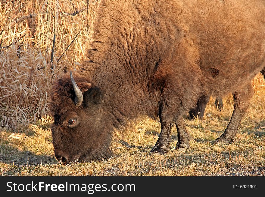 A large Bison grazing tall prairie grass in the summer sun