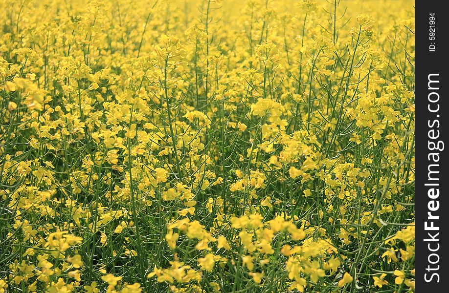 Detail of Canola plants growing in the summer sun. Detail of Canola plants growing in the summer sun