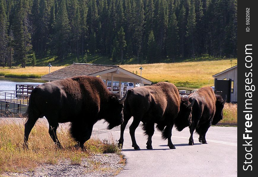 Buffaloes...Stay in line...to cross the road. Buffaloes...Stay in line...to cross the road