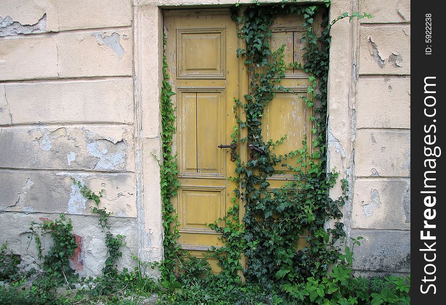 Ancient Wooden Door With Ivy
