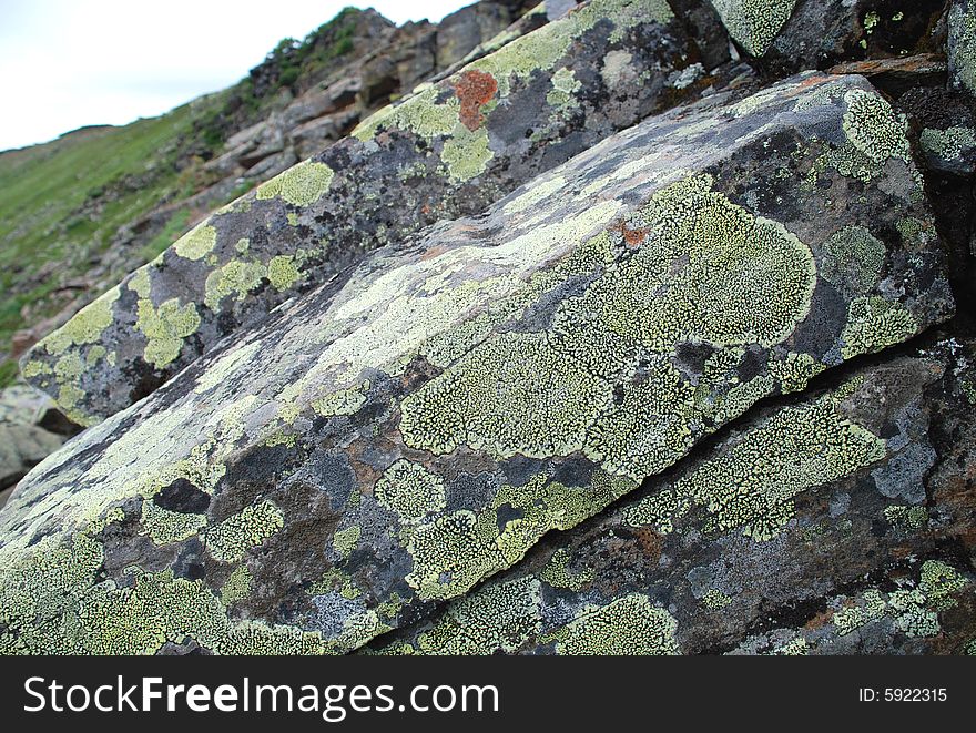 Lichen on the stone